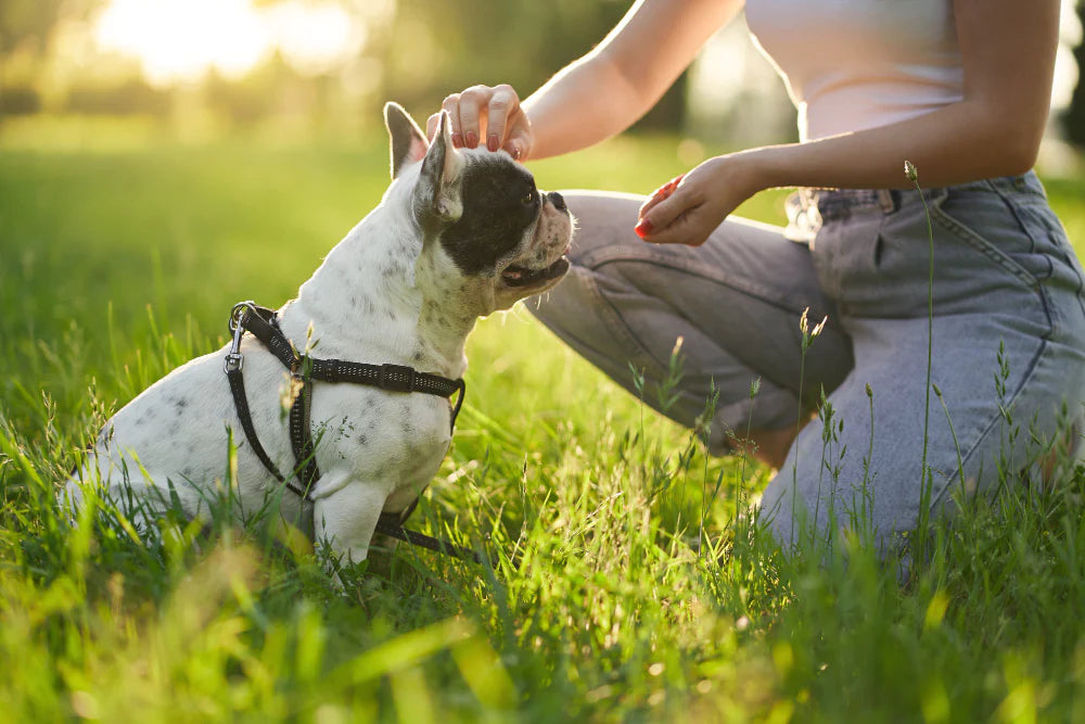 TrainTech Masters: Smart Solutions for Savvy Pet Parents