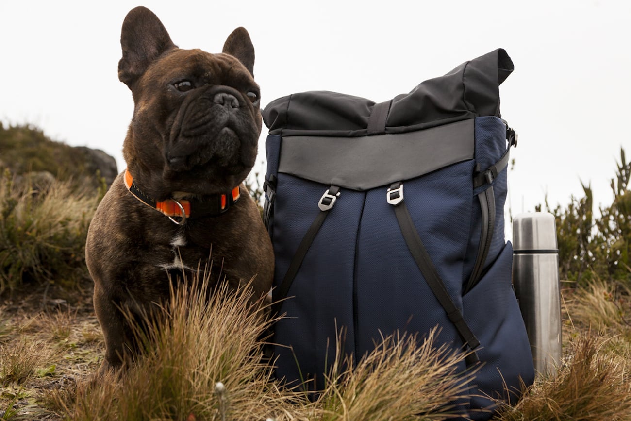 PackTech Paws: Adventures on the Go